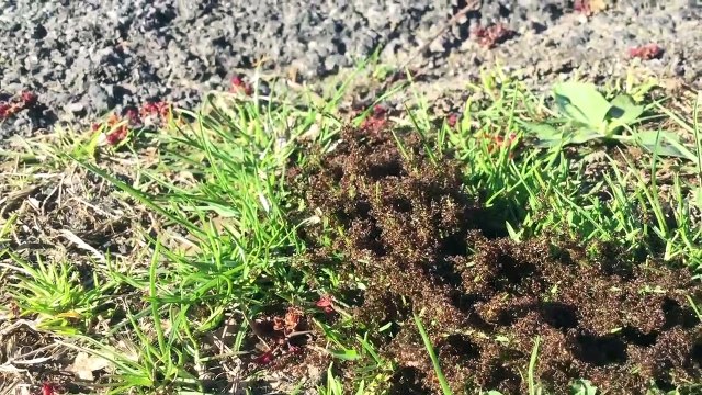 Yugo w/No Trunk Space ( Woofers ) from I Live in a Tent by Caalamus