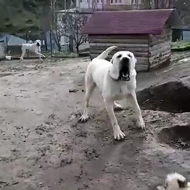 ADAMCI ve SiNiRLi ANADOLU COBAN KOPEGi - ANGRY ANATOLiAN SHEPHERD DOG in GARDEN