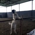 ADAMCI ve SERT ANADOLU COBAN KOPEKLERi - ANGRY ANATOLiAN SHEPHERD DOGS