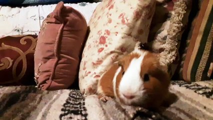 CAVIA PORCELLUS MONA 20190705_032145