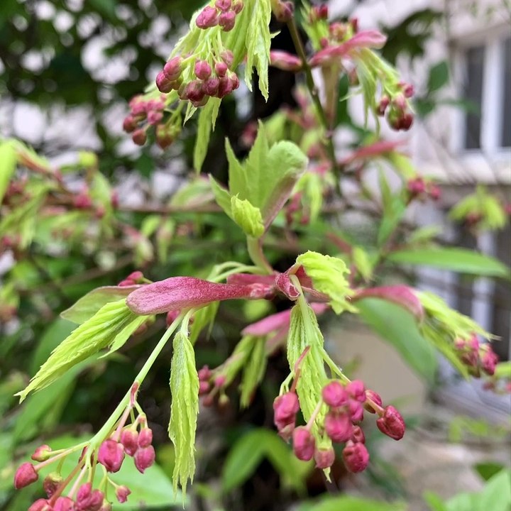 14 Avenue : Jardin Printemps 2020