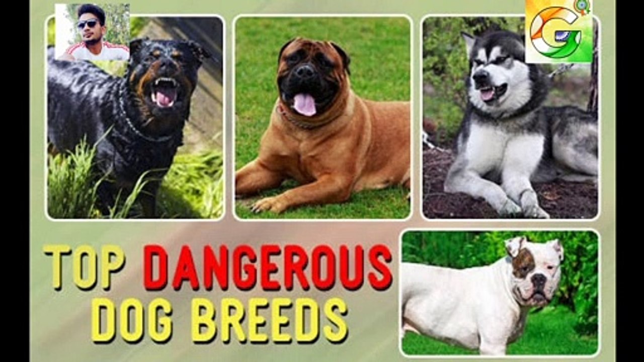 World 10 dangerous dog