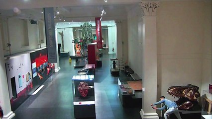 Verbotene Selfies vor Dino-Skeletten: Mann dringt in der Nacht in Museum ein