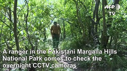 Leopards spotted in Pakistan capital's park as virus clears way