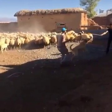 COBAN KOPEGiNi ADAMCI YAPMA DERSLERi - ANGRY ANATOLiAN SHEPHERD DOG
