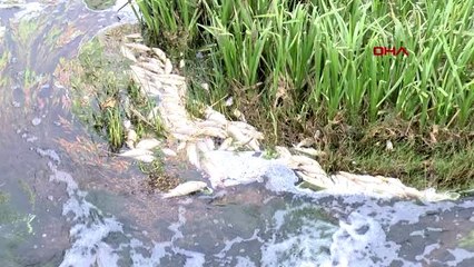 Tekirdağ'ın Karakarlı Deresi'ndeki balık ölümleri endişelendiriyor