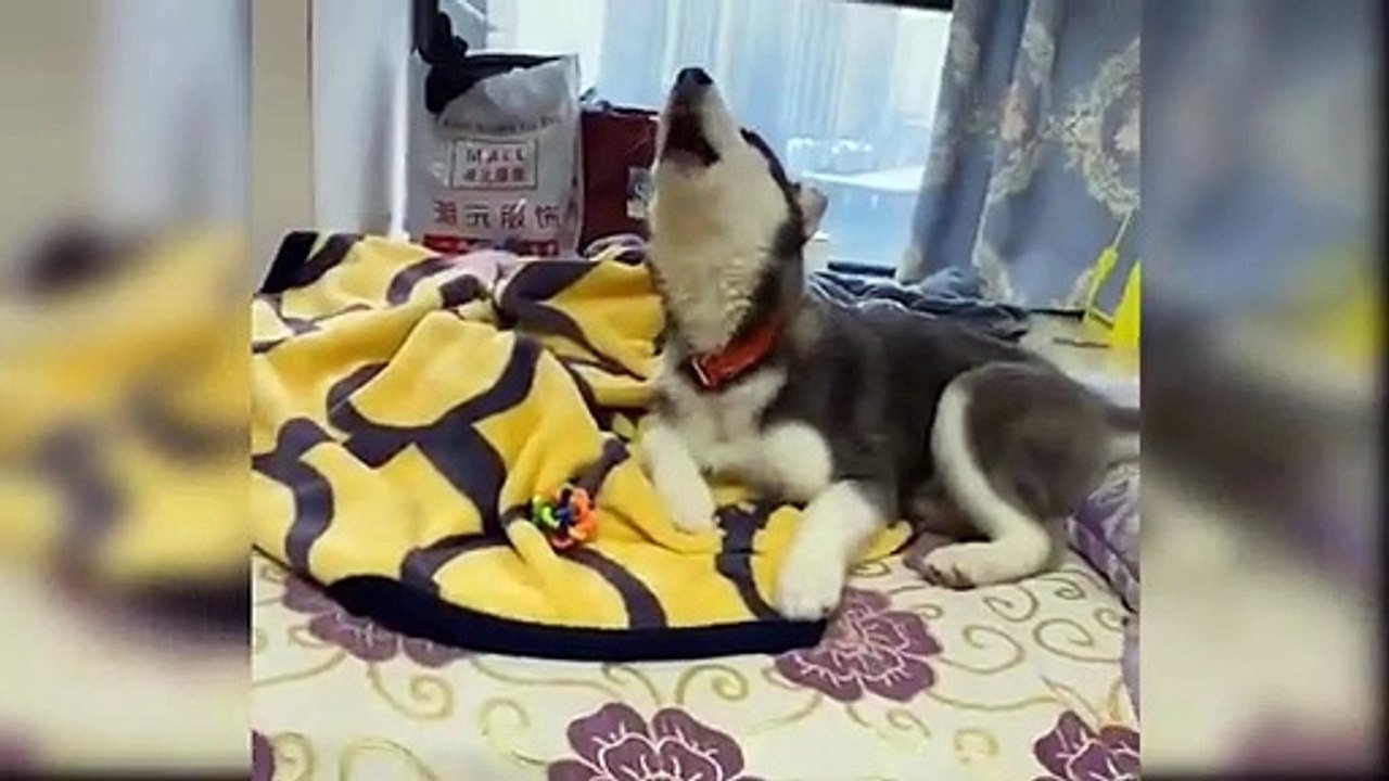 Baby Dogs - Cute and Funny Dog Videos Compilation