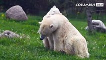 コロンバス動物園のオーロラとクールーの親子(May14_2020)