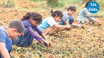 Çocuk işçiler, salgın, güvencesiz hayat: Mevsimlik işçiler başka bir dünyada yaşıyor