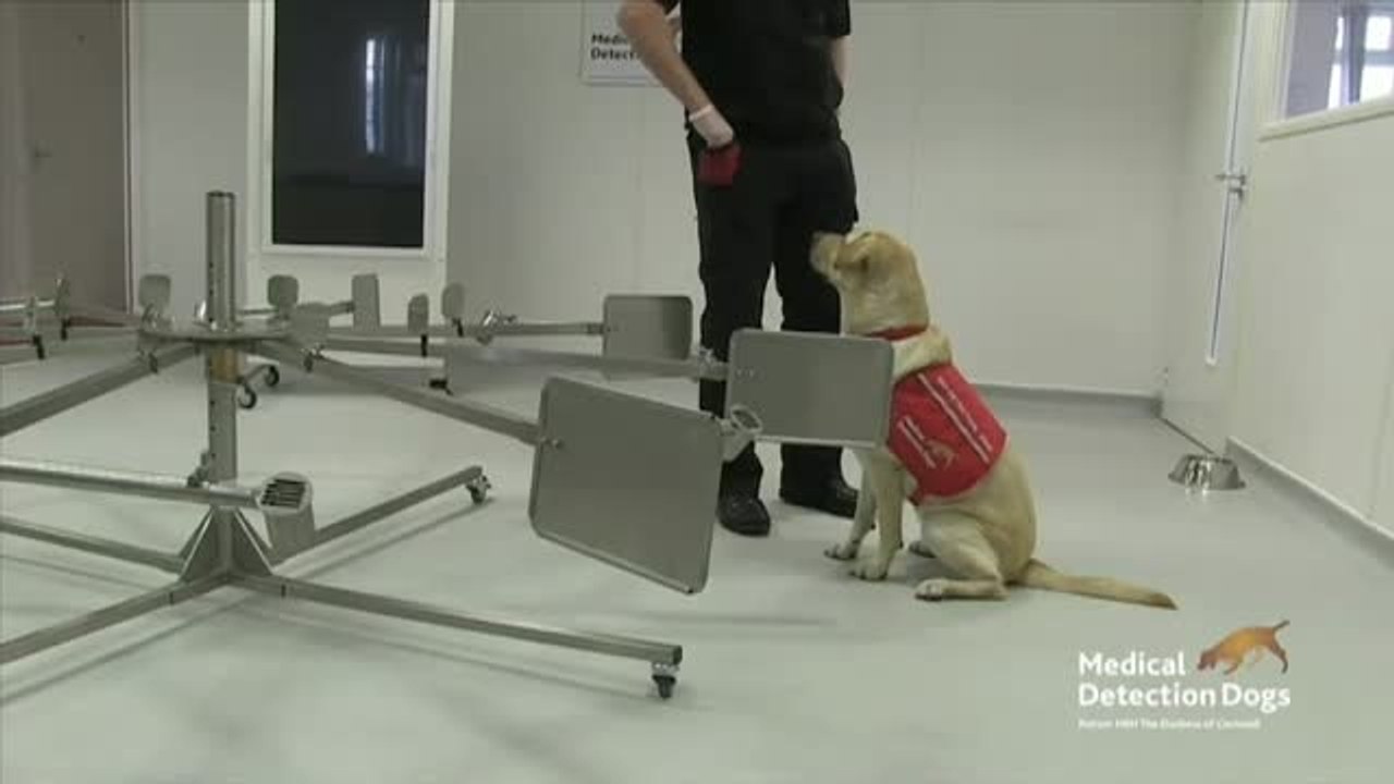 Investigadores en Reino Unido estudian si los perros pueden oler a los enfermos de COVID-19