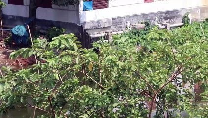 Natural Animal And Natural Birds | Amazing Bird Footage