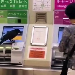 Ce corbeau aime l'argent...et hop, une carte bleue