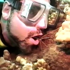 Cette petite crevette vient nettoyer la bouche de ce plongeur