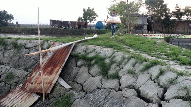 Culture management of monosex Tilapia|| Monosex Tilapia Fish Farming Business In India