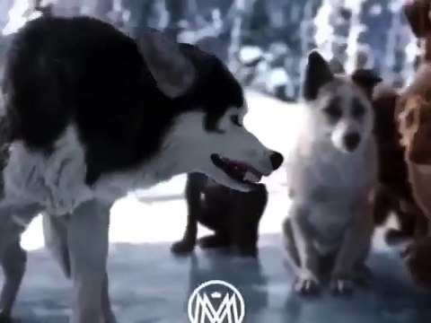 nasıl lider olunur ?liderlik böyle bişey , herkes lider olamaz, liderlerin özellikleri,comment être un leader? le leadership est une telle chose, tout le monde ne peut pas être un leader, les caractéristiques des leaders,