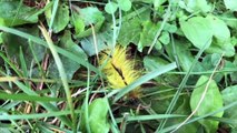 This is the STRANGEST Caterpillar You've Ever Seen! |CollBold