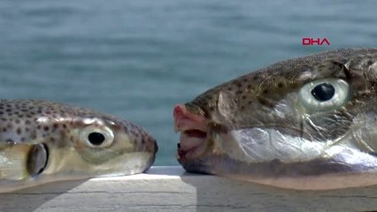 Antalya'da balon balığı alarmı