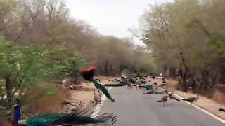 Peacock On Road |Wild Birds On Road