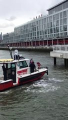 Saving a Deer that Jumped into the Hudson River