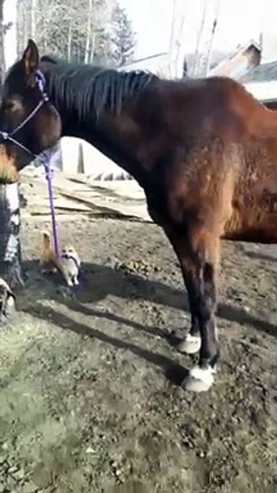 Lyla the Corgi Leading a Horse