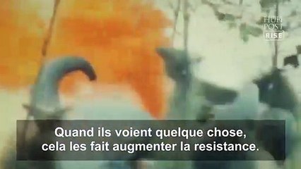 En troupeau ça marche aussi ....