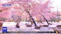 [이슈톡] 벚꽃 아래서 휴식 중인 사슴 모습 공개