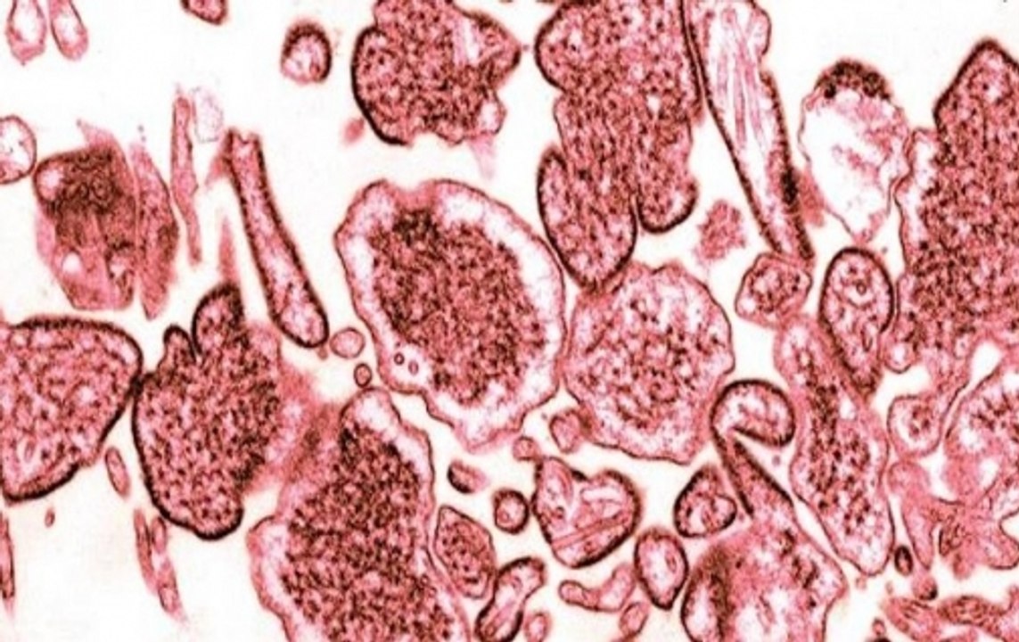 Speed News: 16 dead from Nipah Virus in Kerala'...