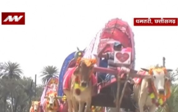 Chhattisgarh: Groom takes his wedding procession on bullock carts