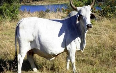 8-year-old Karnataka girl saves brother from violent cow