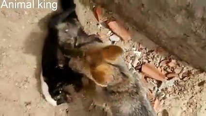 Raposa atacando bicho de pelúcia pensando ser de verdade