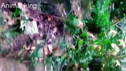 Anaconda real encontrada na floresta amazônica