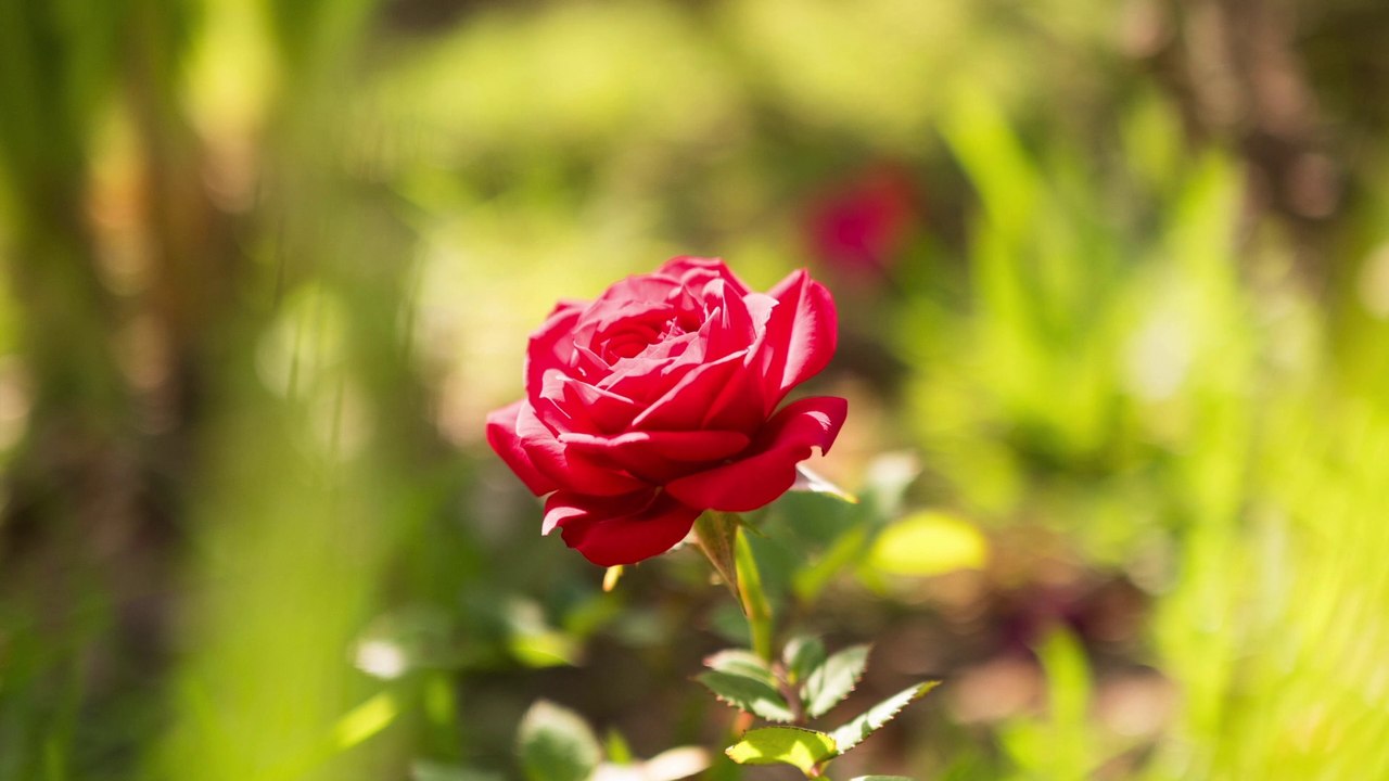 Tea Music 3.9 A Lovely Rose 可爱的一朵玫瑰花