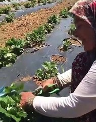 Gerek verdiği bilgilerle gerek diksiyonu ve hitabıyla kendine hayran bırakan teyzemiz 