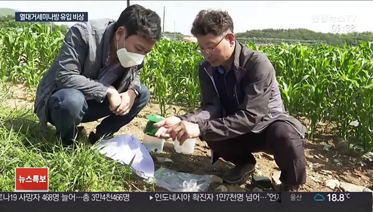 중국에서 날아온 '열대거세미나방', 옥수수 농가 비상