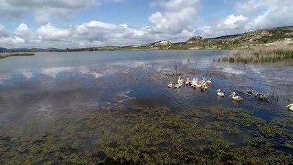 Frig Vadisi'ndeki Emre Gölü pelikanlar ile şenlendi