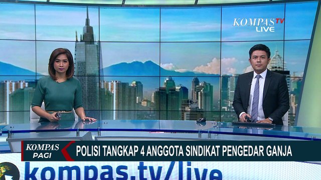 Polisi Tangkap Pengedar Ganja dan Menyita 240 Kilogram Ganja