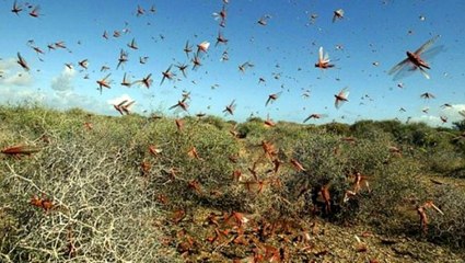 İran'da ordu çekirge istilasına karşı harekete geçiyor