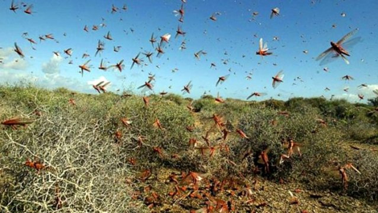 İran'da ordu çekirge istilasına karşı harekete geçiyor