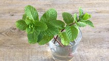 पुदीने का पानी गर्मियों के लिए है फायदेमंद । Health Benefits Of Mint Water । Boldsky