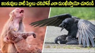 జంతువులు ఒకదానికొకటి తుది వీడ్కోలు ఎలా ఇస్తాయి This Is How Animals Say Goodbye to the Dead in Telugu