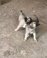 COBAN KOPEGi YAVRULARINDAN AGIR SABAH EGZERSiZLERi- ANATOLiAN SHEPHERD DOG PuPPiES EXERCiSE