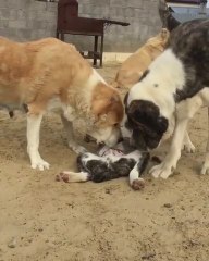 ALABAY COBAN KOPEKLERi ve YAVRUSU - ALABAi SHEPHERD DOGS and PUPPY