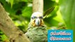amazing parrot-amazing parrot talking-amazing parrot videos-nature touch- --By Anil