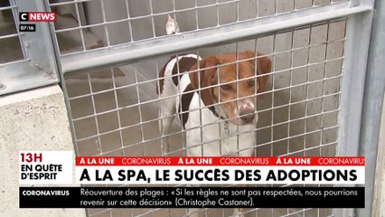 Déconfinement : le succès des adoptions à la SPA