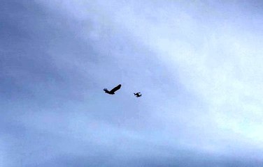 Karganın droneye saldırısı renkli görüntülere sahne oldu