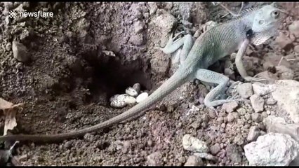 Shy garden lizard caught laying eggs in rare video