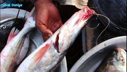 ৪০ টাকা কেজি হাওরের মাছ, গোবিন্দগঞ্জ মাছবাজার, সুনামগঞ্জ | Haor Fish, Sunamganj