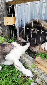 KAFKAS COBAN KOPEGi YAVRULARININ SEViMLiLiGi - CUTE CAUCASiAN SHEPHERD DOG PUPPiES