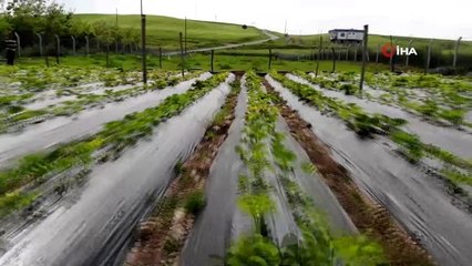 Diyarbakır'ın Hazro ilçesinde organik çilek hasadına başlandı