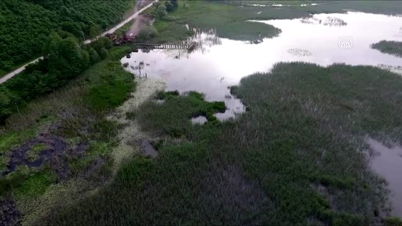 Belediyenin uyarı levhaları Gölyaka'daki "kurbağa katliamı"nın önüne geçti